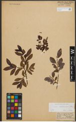 Foto von Salix waldsteiniana Willd.